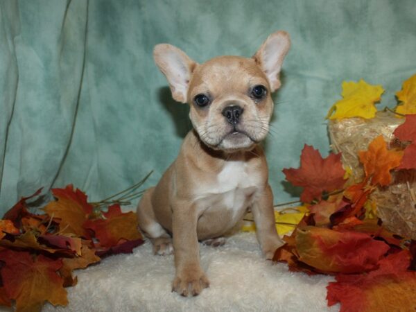 French Bulldog DOG Female 20513 Petland Rome, Georgia