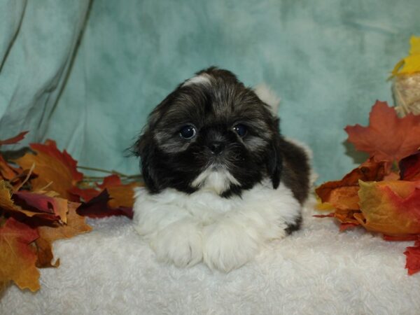 Shih Tzu DOG Male Brown / White 20493 Petland Rome, Georgia