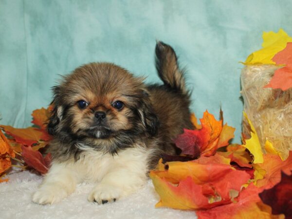 Pekingese DOG Male Sable 20515 Petland Rome, Georgia