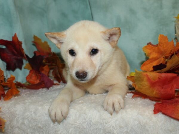 Shiba Inu-Dog-Female-Cream-9513-Petland Rome, Georgia