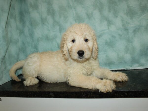 Goldendoodle Dog Female Cream 20516 Petland Rome, Georgia