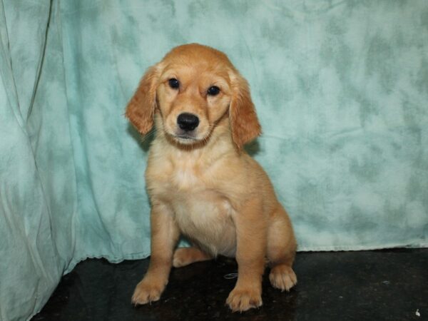 Golden Retriever DOG Female 20507 Petland Rome, Georgia