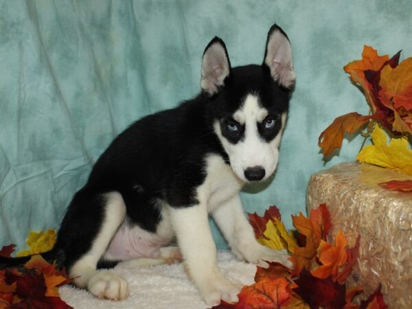 Siberian Husky DOG Male Black & white 9520 Petland Rome, Georgia