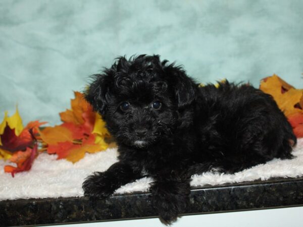 Yorkiepoo DOG Male black 20539 Petland Rome, Georgia