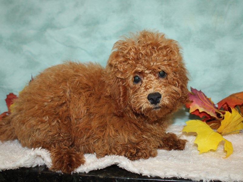 Poodle-Male--3807844-Petland Rome