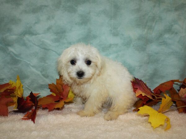 Maltese DOG Male 9526 Petland Rome, Georgia