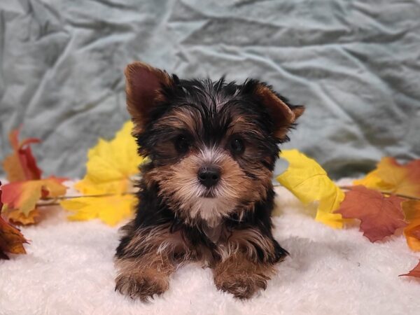 Yorkshire Terrier Dog Female Blk & tan 20542 Petland Rome, Georgia