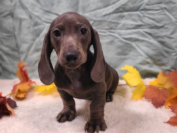 Dachshund DOG Male Blue 20545 Petland Rome, Georgia