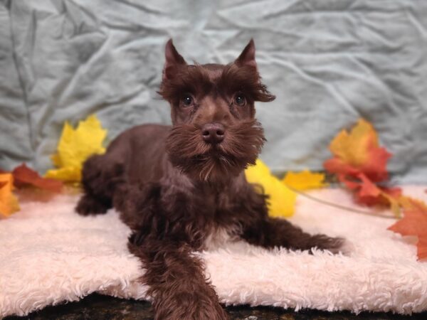 Miniature Schnauzer Dog Female Chocolate 20541 Petland Rome, Georgia