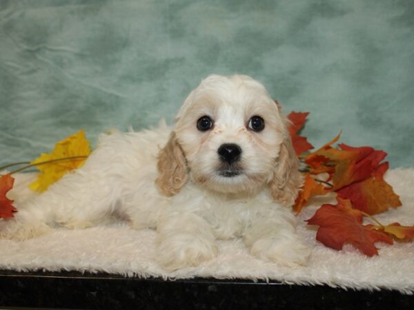 Cavachon Dog Male White 20555 Petland Rome, Georgia