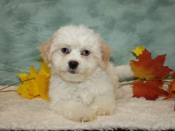 ShizaPoo DOG Male White 20556 Petland Rome, Georgia