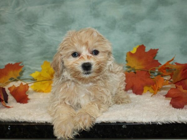 ShizaPoo Dog Male Cream 20557 Petland Rome, Georgia