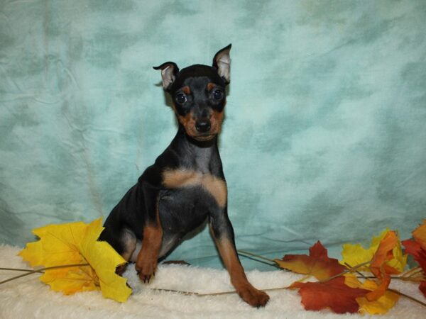 Miniature Pinscher-DOG-Female-Black & rust-20558-Petland Rome, Georgia