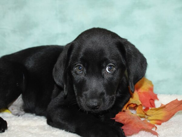 Labrador Retriever Dog Female black 20564 Petland Rome, Georgia