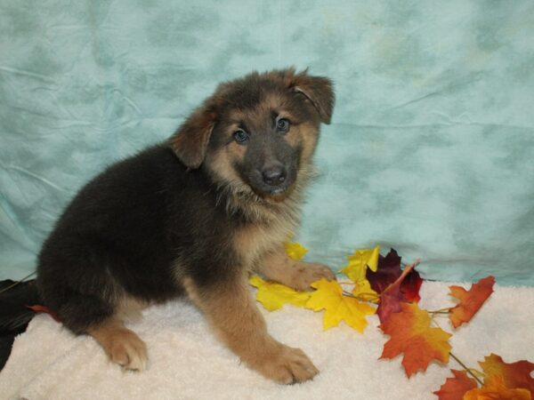 German Shepherd Dog Female Blue 20562 Petland Rome, Georgia