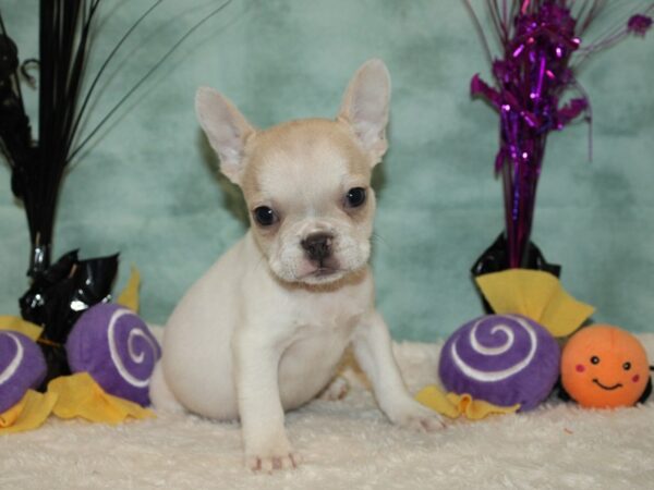 French Bulldog Dog Female 20578 Petland Rome, Georgia