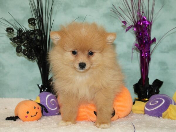 Pomeranian Dog Female 20569 Petland Rome, Georgia