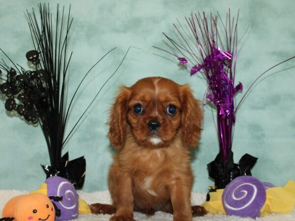 Cavalier King Charles Spaniel Dog Female Ruby 20573 Petland Rome, Georgia