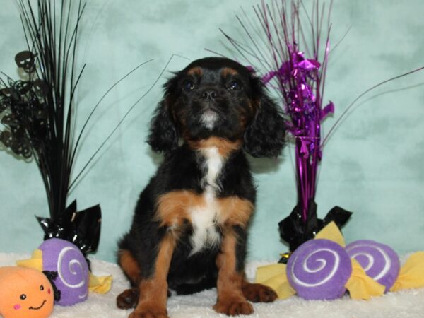 Cavalier King Charles Spaniel DOG Female Black and Tan 20574 Petland Rome, Georgia