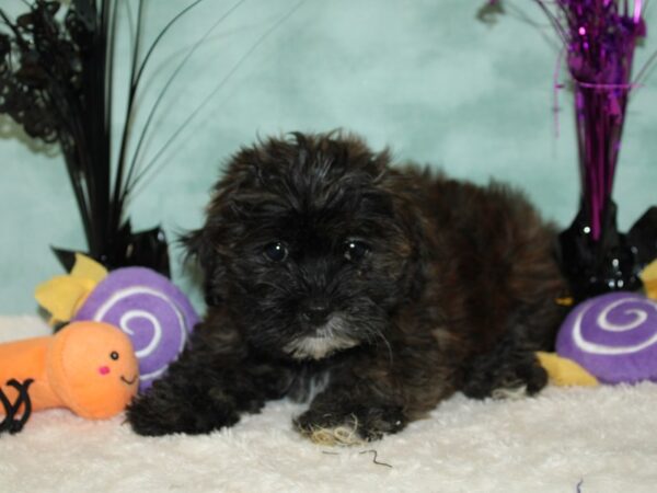 Lhasa Poo-DOG-Female-Grizzle-9546-Petland Rome, Georgia