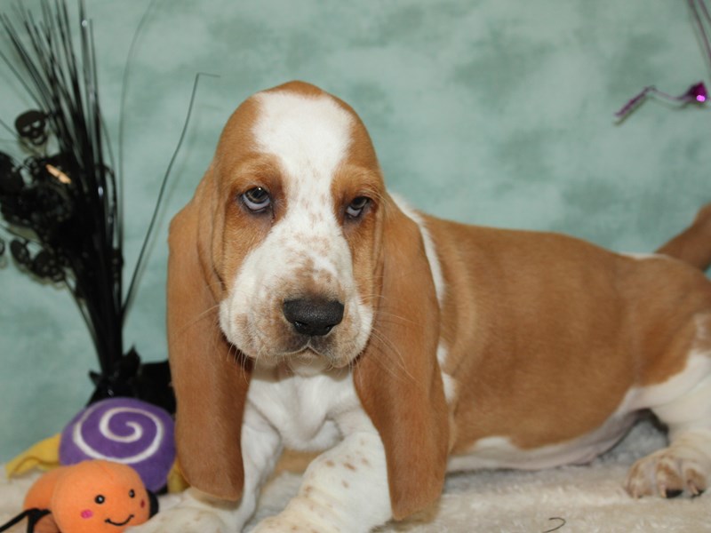 Basset Hound-Male-Red and White-3832569-Petland Rome