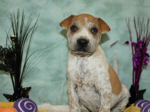 Miniature Walrus Dog Male White and Fawn 20576 Petland Rome, Georgia