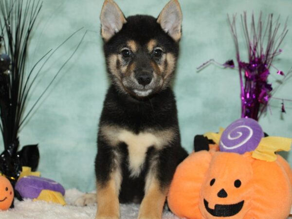 Shiba Inu Dog Male Black White / Tan 20579 Petland Rome, Georgia