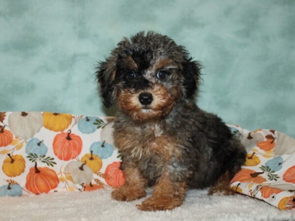 Miniature Poodle Dog Male Blue Merle / Tan 20583 Petland Rome, Georgia