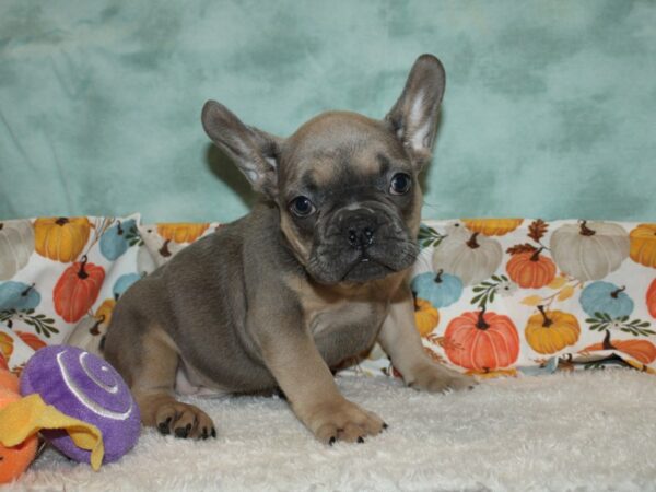 French Bulldog Dog Male Blue Fawn 20590 Petland Rome, Georgia