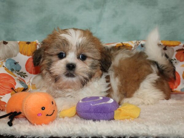 Shih Tzu DOG Female 20570 Petland Rome, Georgia