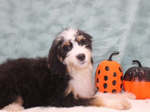 Bernadoodle DOG Female Tri-Colored 9509 Petland Rome, Georgia