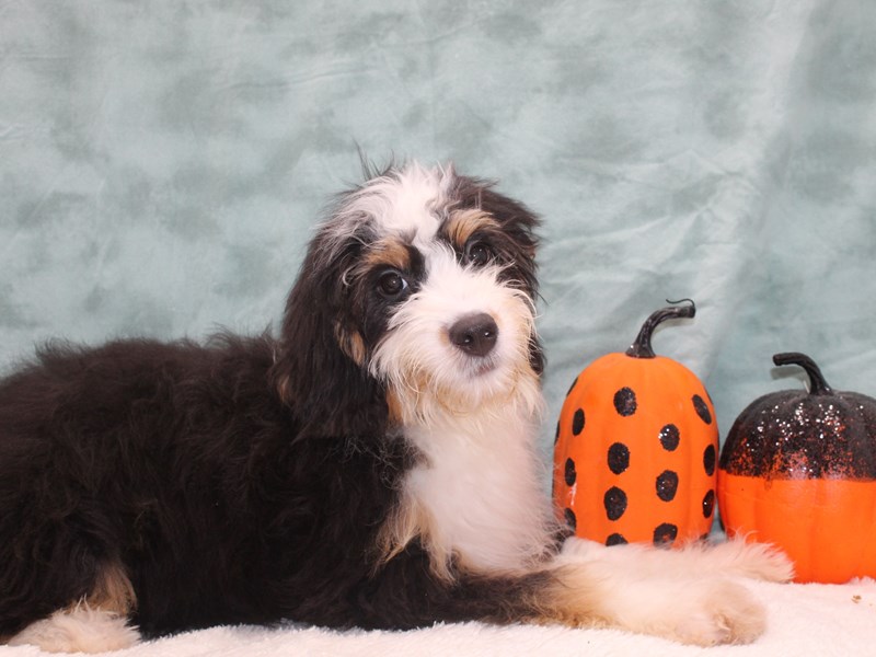 Bernadoodle-Female-Tri-Colored-3779400-Petland Rome