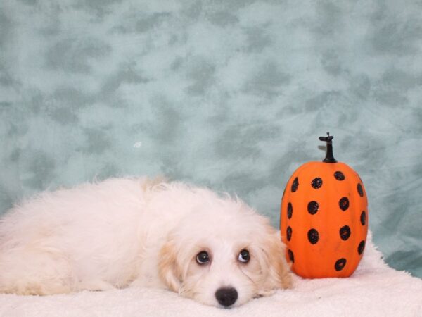 Cavachon-DOG-Male-Blenheim-9483-Petland Rome, Georgia