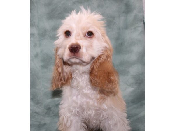 Cocker Spaniel-DOG-Female-Buff / White-9493-Petland Rome, Georgia