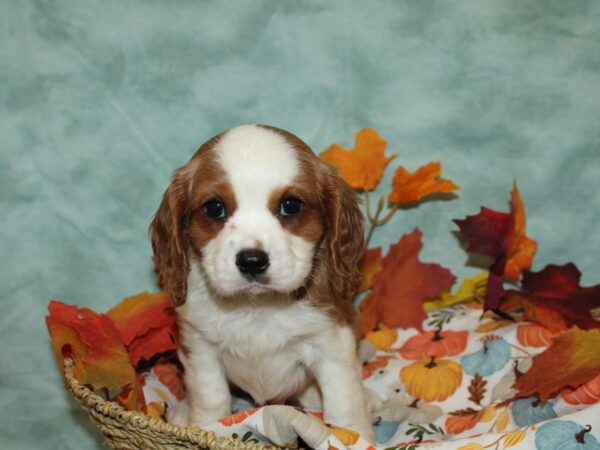 Cavalier King Charles Spaniel Dog Male Blenheim 20600 Petland Rome, Georgia