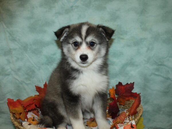 Huskimo-Dog-Female-Black / White-9553-Petland Rome, Georgia