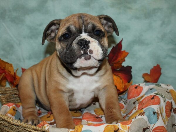 English Bulldog-Dog-Female-Red and White-20595-Petland Rome, Georgia