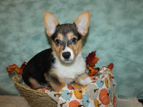 Pembroke Welsh Corgi Dog Male Black and Tan 9551 Petland Rome, Georgia