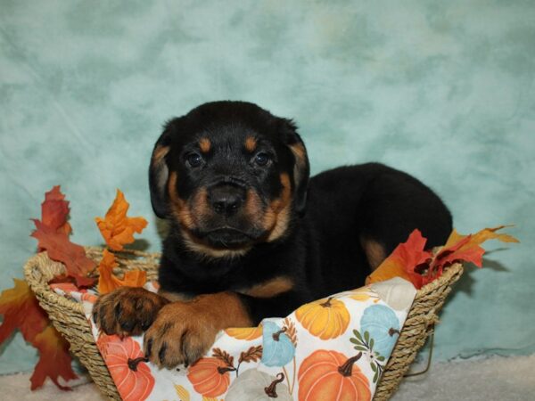 Rottweiler Dog Male Black / Tan 20601 Petland Rome, Georgia