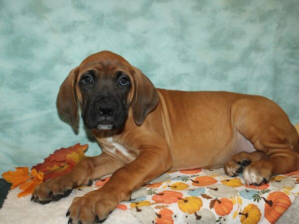 Cane Corso DOG Male Red 20598 Petland Rome, Georgia