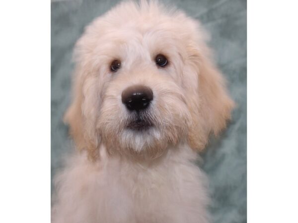 Goldendoodle-Dog-Male-Gold-9538-Petland Rome, Georgia