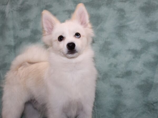 Pomsky DOG Male Tan 9482 Petland Rome, Georgia