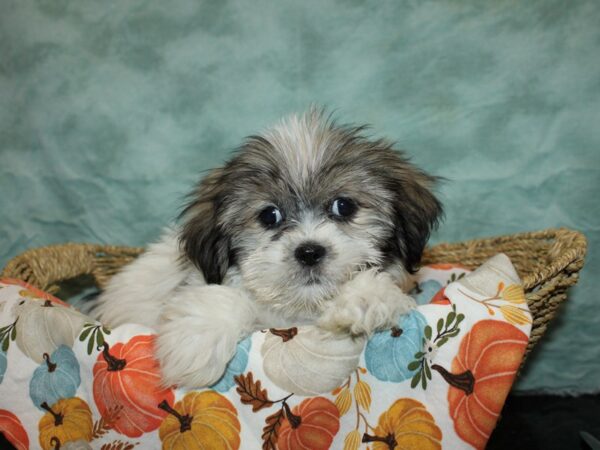 Lhasa Apso Dog Female White and Brindle 9566 Petland Rome, Georgia