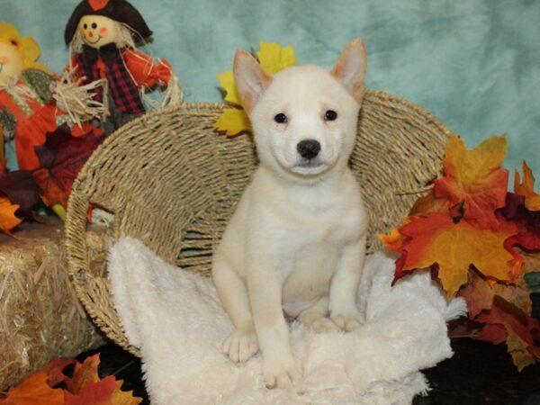 Shiba Inu Dog Male cream 9514 Petland Rome, Georgia