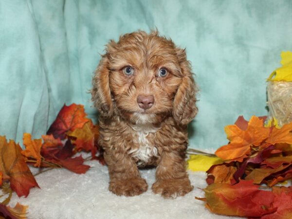 Doxiepoo-DOG-Male--9512-Petland Rome, Georgia