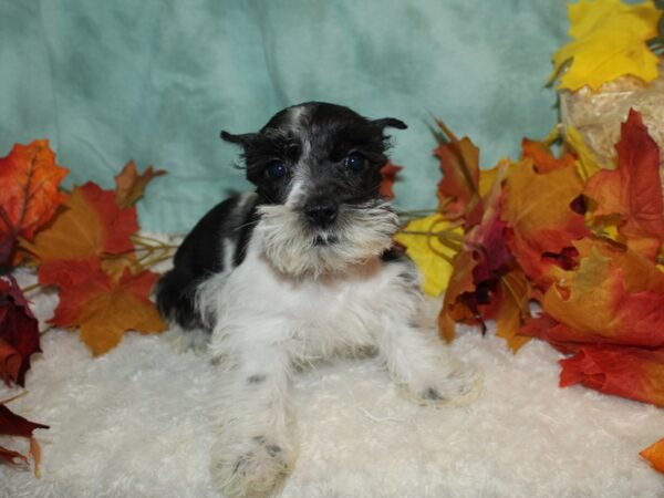 Miniature Schnauzer Dog Female Blk&Wh 20518 Petland Rome, Georgia