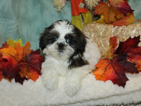 Shih Tzu DOG Female Brown / White 9524 Petland Rome, Georgia