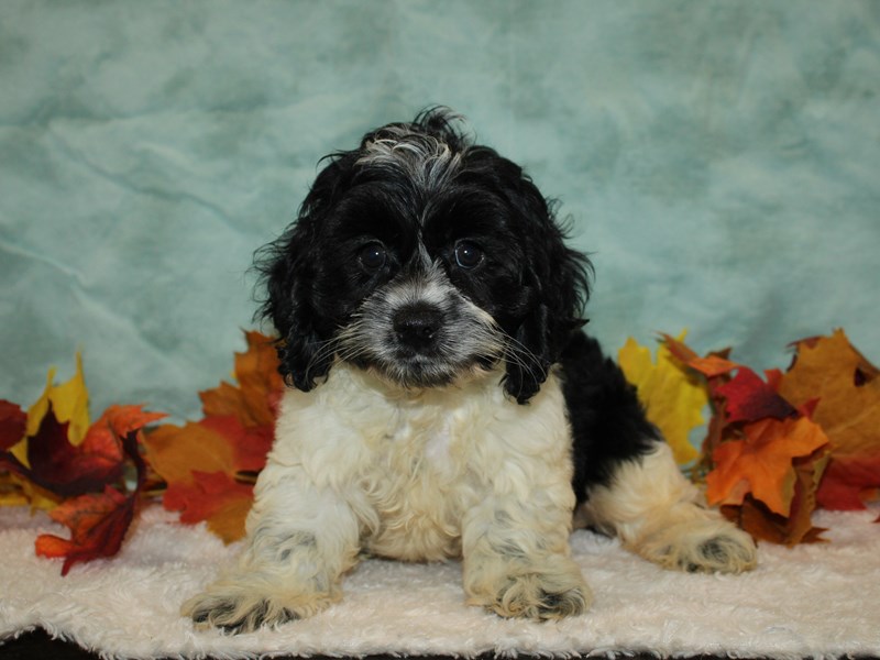 Cockapoo-Male--3807819-Petland Rome