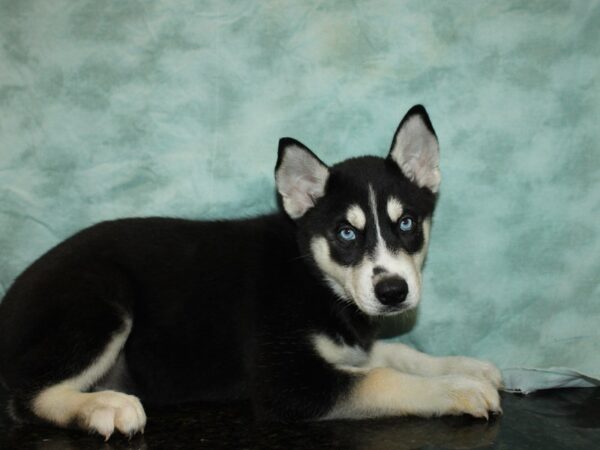 Siberian Husky-DOG-Female--20532-Petland Rome, Georgia