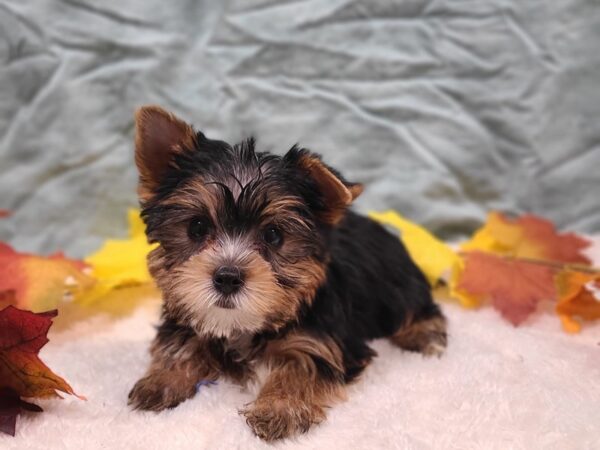 Yorkshire Terrier DOG Male Blk & tan 9533 Petland Rome, Georgia